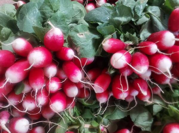 Radis rose printemps