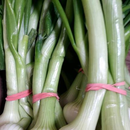 oignons nouveaux