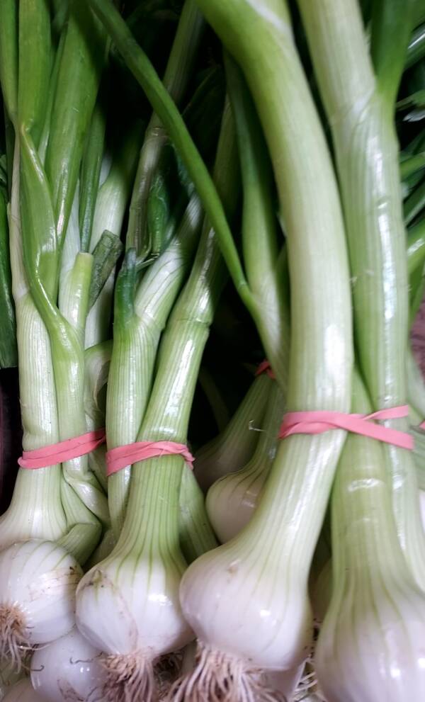 oignons blancs nouveaux