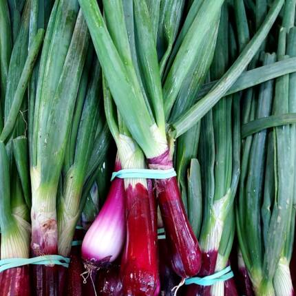 oignons rouges nouveaux