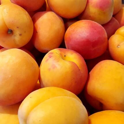 Abricots