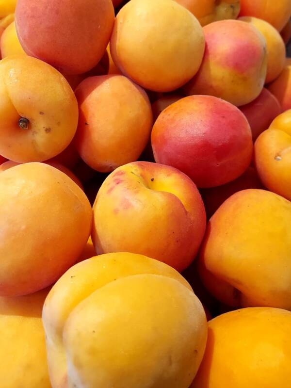 Abricots
