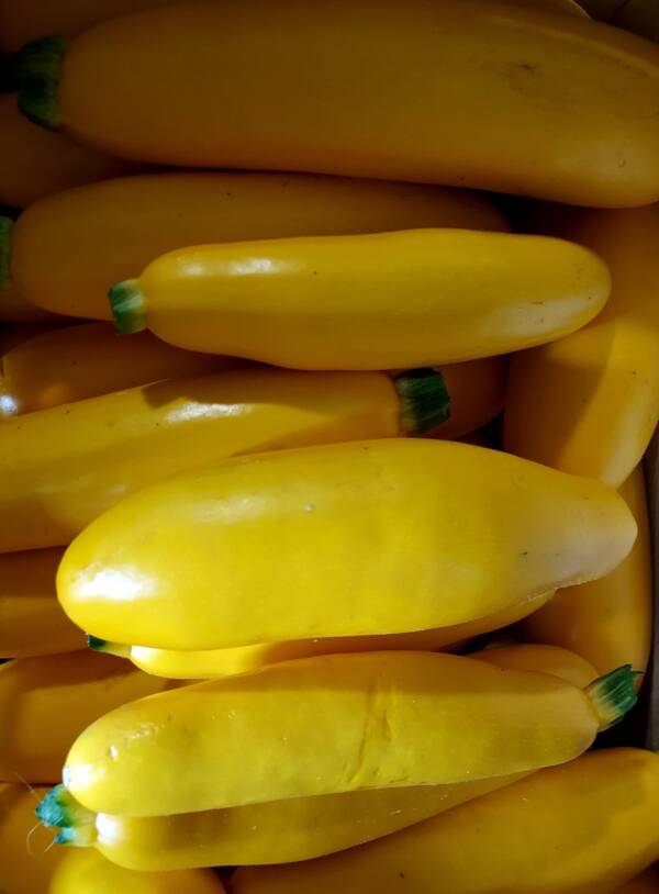 Courgettes jaunes