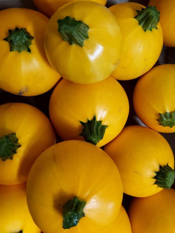 Courgettes rondes jaunes