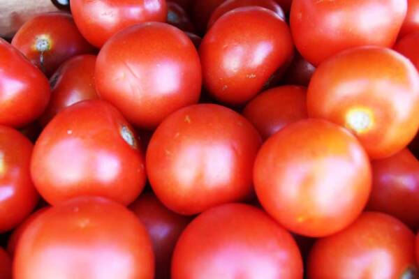 Tomates rondes