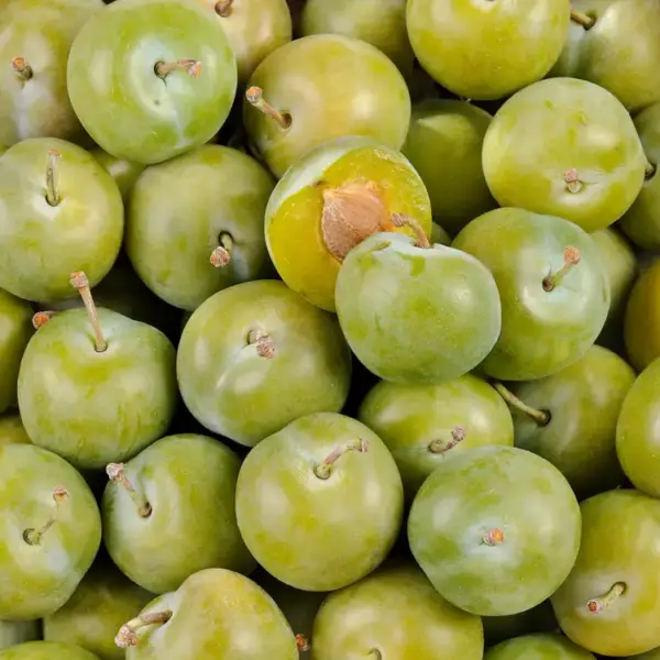 Prunes Reine Claude
