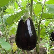 Aubergines