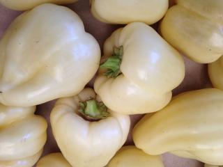 Poivrons albinos