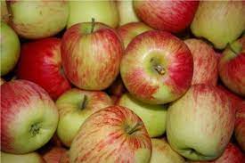 Pommes Elstar