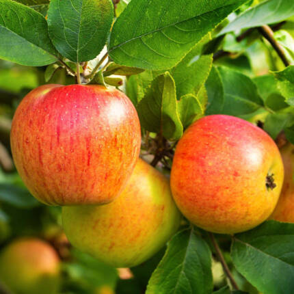 Pommes