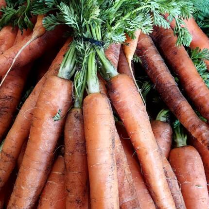 Carottes nouvelles fanes