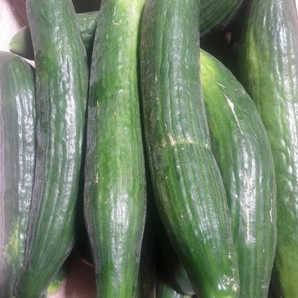 concombre long