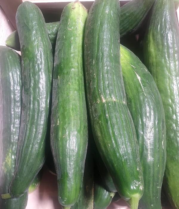 concombre long