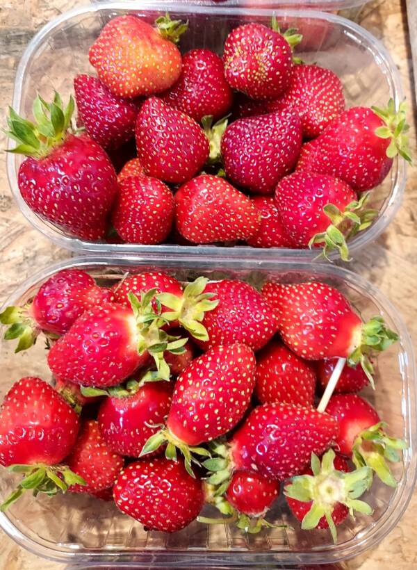 Fraises 250g