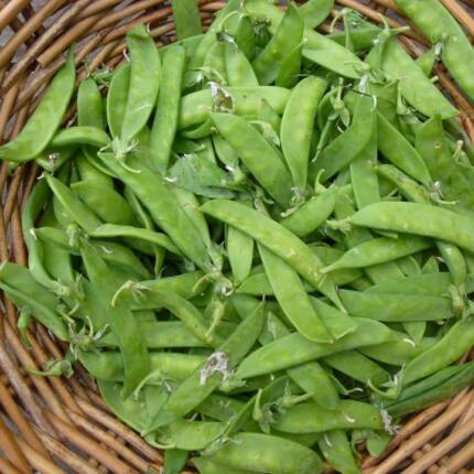 pois mange tout ou pois gourmand
