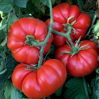 tomates marmandes