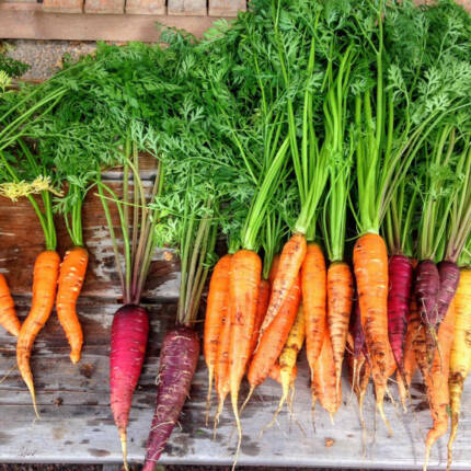 Carottes nouvelles fanes