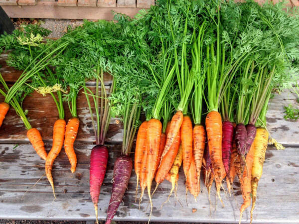 Carottes nouvelles fanes