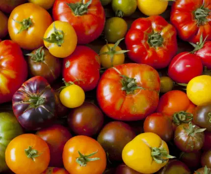 Tomates