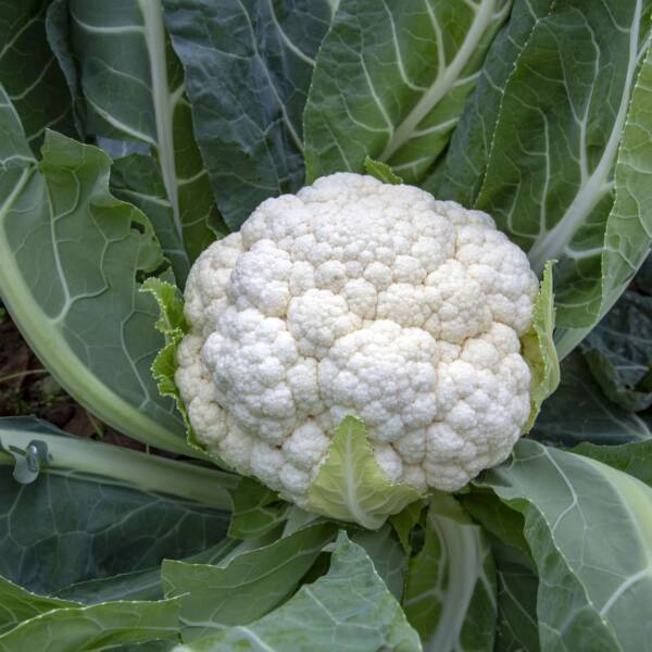 Chou Fleur