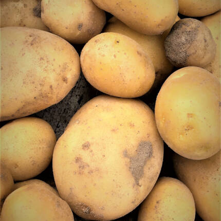 Pommes de terre