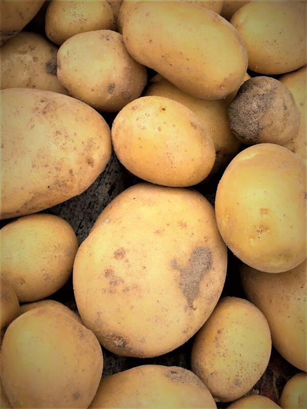 Pommes de terre