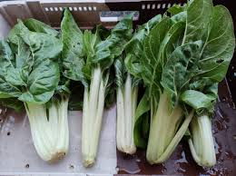 Mini Côte de blette