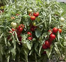 Tomates buissonnantes