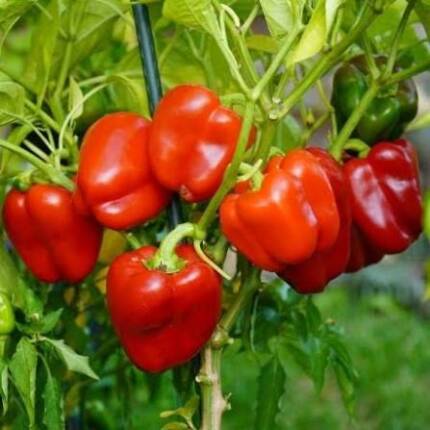 Poivrons rouges