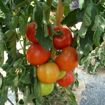Tomates  Paola / 5kg